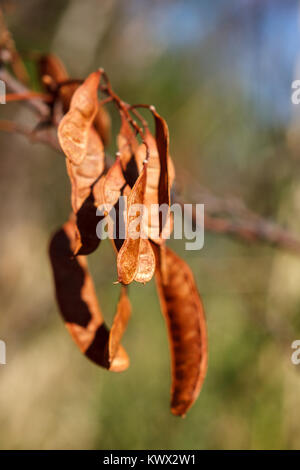 Dettaglio di Cercis siliquastrum frutta, Valconca, Italia Foto Stock