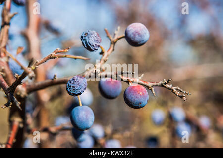 Dettaglio del Prunus spinosa bacche, Valconca, Italia Foto Stock