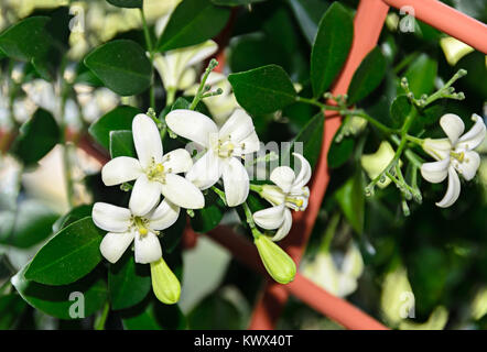 Fiori bianchi di Murraya paniculata, Jasminul portocal (Murraya exotica, Chalcas paniculata sau Chalcas exotica), Boccola verde vicino. Foto Stock