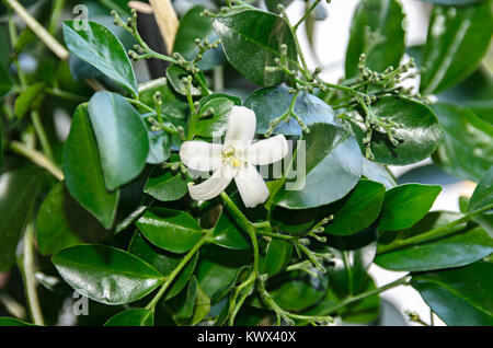 Fiori bianchi di Murraya paniculata, Jasminul portocal (Murraya exotica, Chalcas paniculata sau Chalcas exotica), Boccola verde vicino. Foto Stock