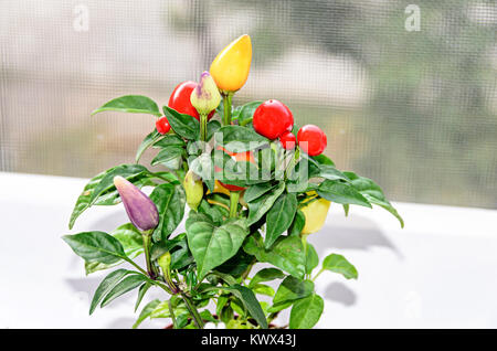 Rosso, Giallo, malva chili pepper plant (Cile pepe o peperoncino), la forma rotonda, genere Capsicum, close up Foto Stock