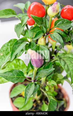 Rosso, Giallo, malva chili pepper plant (Cile pepe o peperoncino), la forma rotonda, genere Capsicum, close up Foto Stock