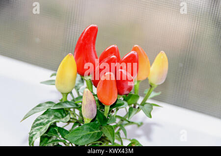 Rosso, Giallo, malva chili pepper plant (Cile pepe o peperoncino), la forma rotonda, genere Capsicum, close up Foto Stock