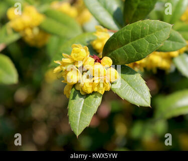 Il luminoso giallo dei fiori di Berberis julianae noto anche come gaultheria crespino. Foto Stock