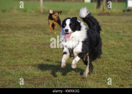 Due cani felici in esecuzione sul prato. Foto Stock