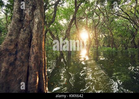 Foresta allagata al tramonto da favola. Sap tono lago vicino a Siem Reap in Cambogia. Foto Stock