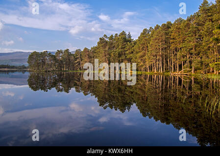 Pino silvestre alberi sulle rive di Loch Garten, riflessa nell'acqua, Abernethy Forest, il resto del Caledonian foresta di Strathspey, Scotland, Regno Unito Foto Stock