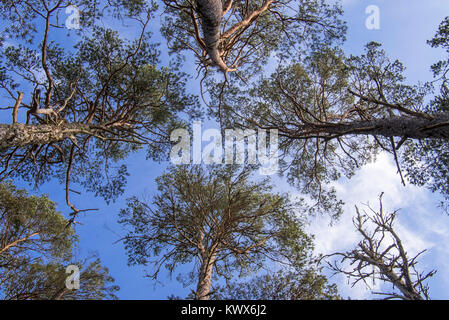 Pino silvestre alberi, Abernethy Forest, il resto del Caledonian foresta di Strathspey, Scotland, Regno Unito Foto Stock