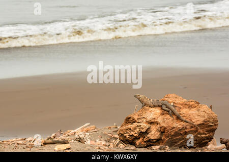 Una coda spinosa Iguana su una spiaggia in Costa Rica. Foto Stock