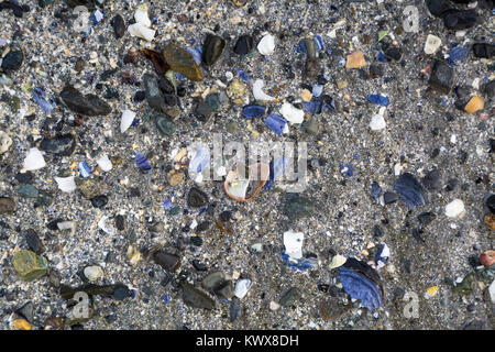 Rotto gusci di ostrica aggiungendo un bold color porpora oceano esposti rocce e ciottoli nella sabbia durante la bassa marea. Bar Harbor, Maine Foto Stock