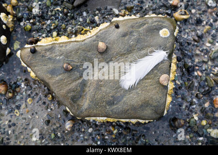 Un gabbiano giù giacente su un oceano di rock ha rivelato con la bassa marea. Bar Harbor, Maine Foto Stock