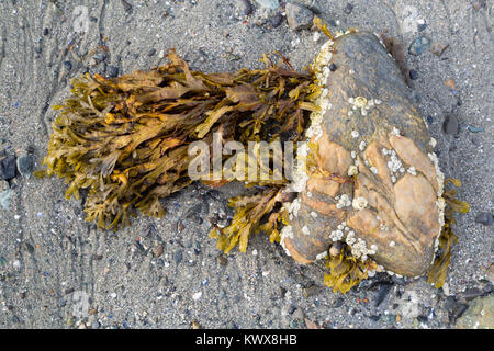 La bassa marea sulla barra isola rivelando una roccia ricoperti in barnicles con alghe crescono da esso. Parco Nazionale di Acadia, Maine Foto Stock