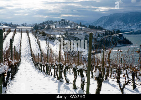 Coperte di neve vitigni dormienti in un organico cantina Vigna nella Okanagan Valley sul banco Naramata tra Penticton e Naramata, British col Foto Stock