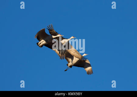 Sandhill gru in volo, Bernardo Wildlife Management Area, Nuovo Messico Foto Stock