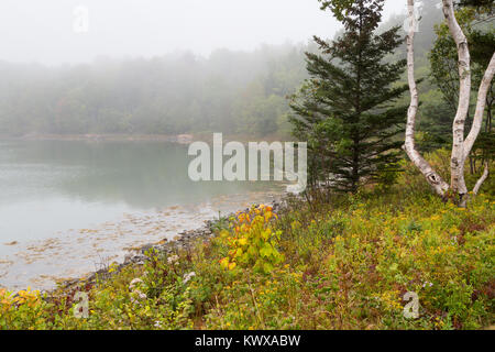 Un twisted betulla che crescono lungo il litorale di nebbia di Otter Cove sull'isola di Mount Desert. Parco Nazionale di Acadia, Maine Foto Stock