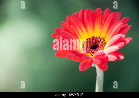 Un singolo di rosso e di giallo gerberra fotografati contro un sfondo bokeh di fondo Foto Stock