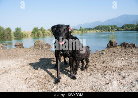 Un Labrador e un Bouvier des Flandres a suonare in un lago Foto Stock