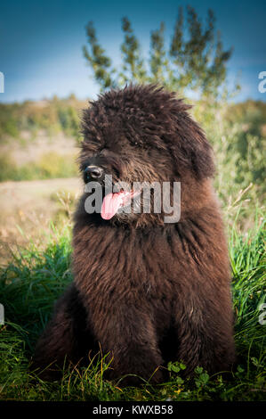 Ritratto di un Bouvier des Flandres cucciolo seduto in grss Foto Stock