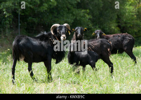 Gregge di rara nero pecore del Camerun Foto Stock