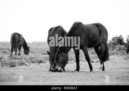 Nuova Forst Pony Graziing Foto Stock