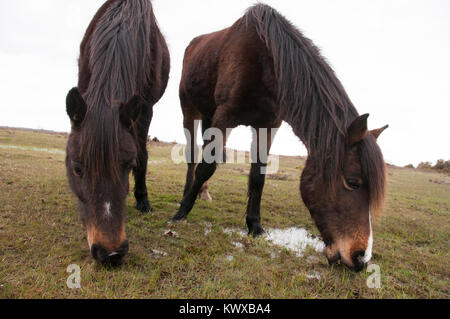 Nuova Forst Pony Graziing Foto Stock