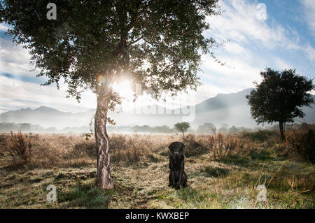 Ritratto di un labrador nero nella nebbia di mattina Foto Stock