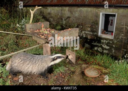 Europea (Badger Meles meles) visitando un uccello tavolo presso un centro di ecoturismo di notte per alimentare sul grasso sfere, burro di arachidi e frutta, Knapdale, Scozia Foto Stock