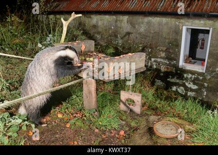 Europea (Badger Meles meles) in piedi in punta di piedi per alimentare il burro di arachidi e frutta su un uccello tavolo presso un centro di ecoturismo, Knapdale, Scotland, Regno Unito. Foto Stock