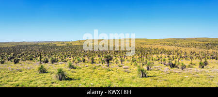 Alberi di erba (Xanthorrhoea preissii), noto anche come Balga, crescendo in Wanagarren riserva naturale nei pressi di Cervantes, Australia occidentale Foto Stock