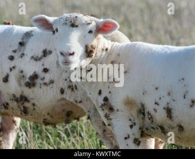 Gli animali domestici delle specie ovina (Ovis aries) con molti (Bardana Arctium sp.) bave attaccato, Cornwall, Regno Unito, ottobre. Foto Stock