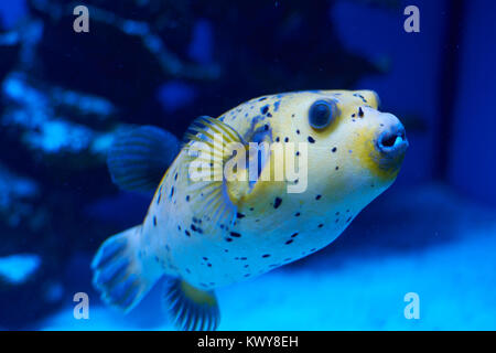 Arothron nigropunctatus giallo. Velenoso fugy pesce in acqua blu Foto Stock