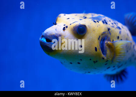 Arothron nigropunctatus giallo. Velenoso fugy pesce in acqua blu Foto Stock