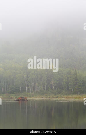 Un beaver lodge nella nebbia vicino alla sponda opposta del Beaver Dam Pond. Parco Nazionale di Acadia, Maine Foto Stock