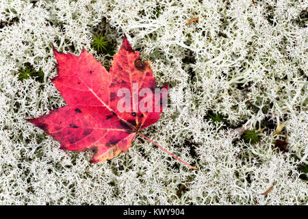 Vivacemente colorate di rosso maple leaf su bianco licheni delle renne (Cladonia rangiferina). Foto Stock