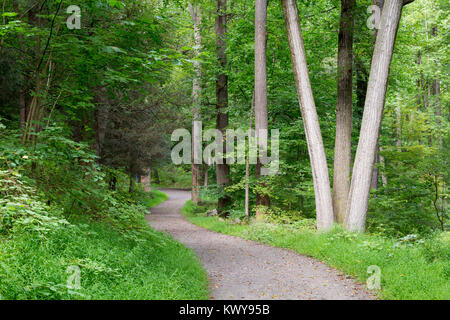 Grandi alberi che fiancheggiano un percorso attraverso una folta vegetazione boschiva. Rockefeller parco dello stato preservare, New York Foto Stock