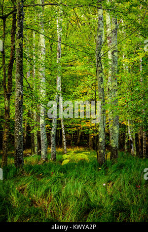 Foresta e carici in Sieur de Monts al Parco Nazionale di Acadia. Foto Stock