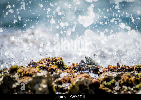 Sally Lightfoot Crab presa per le rocce come le onde si infrangono su di esso. Playa Del Carmen, Messico Foto Stock