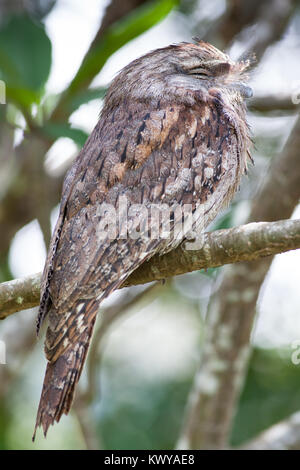 Bruno Frogmouth (Podargus strigoides) dormire. Hopkins Creek. Nuovo Galles del Sud. Australia. Foto Stock