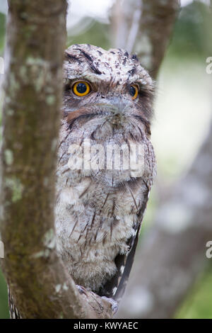 Bruno Frogmouth (Podargus strigoides). Hopkins Creek. Nuovo Galles del Sud. Australia. Foto Stock