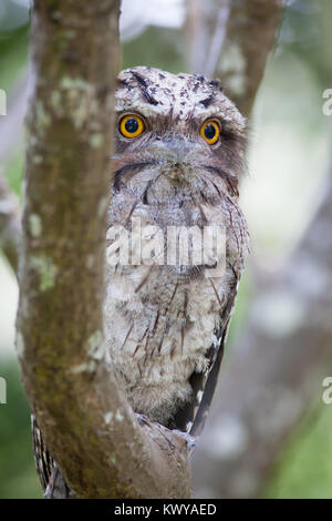 Bruno Frogmouth (Podargus strigoides). Hopkins Creek. Nuovo Galles del Sud. Australia. Foto Stock