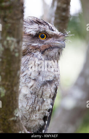 Bruno Frogmouth (Podargus strigoides). Hopkins Creek. Nuovo Galles del Sud. Australia. Foto Stock