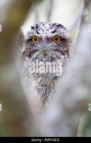 Bruno Frogmouth (Podargus strigoides). Hopkins Creek. Nuovo Galles del Sud. Australia. Foto Stock