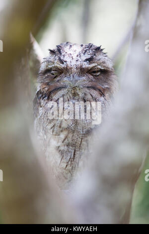 Bruno Frogmouth (Podargus strigoides) dormire. Hopkins Creek. Nuovo Galles del Sud. Australia. Foto Stock