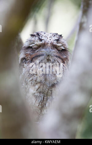 Bruno Frogmouth (Podargus strigoides) dormire. Hopkins Creek. Nuovo Galles del Sud. Australia. Foto Stock