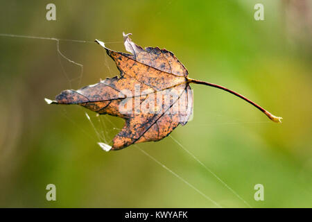 Leaf sospeso in spider web - Verde Cay zone umide, Boynton Beach, Florida, Stati Uniti d'America Foto Stock