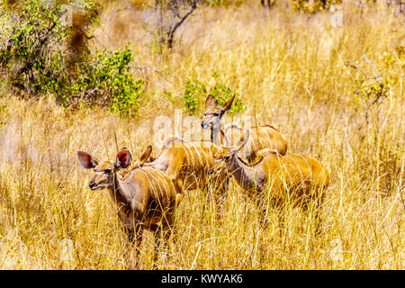 Femmina pascolo Kudus in colpite dalla siccità area centrale Kruger National Park in Sud Africa Foto Stock