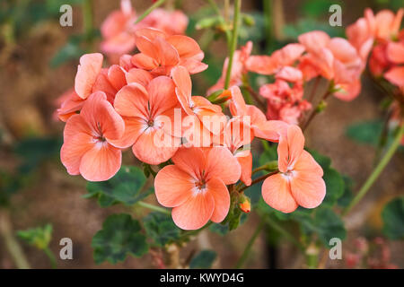 Pelargonium inquinans, comunemente noto come geranio, è un genere di piante in fiore nella famiglia Geraniaceae. Foto Stock