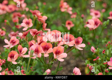 Pelargonium inquinans, comunemente noto come geranio, è un genere di piante in fiore nella famiglia Geraniaceae. Foto Stock