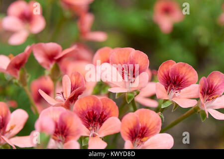 Pelargonium inquinans, comunemente noto come geranio, è un genere di piante in fiore nella famiglia Geraniaceae. Foto Stock