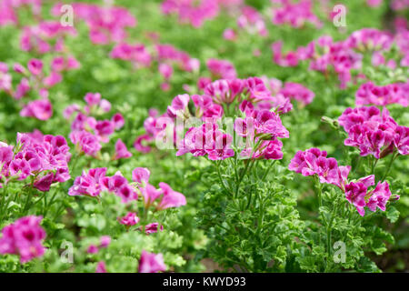 Pelargonium inquinans, comunemente noto come geranio, è un genere di piante in fiore nella famiglia Geraniaceae. Foto Stock